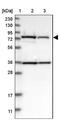 Hydroxysteroid 17-Beta Dehydrogenase 4 antibody, NBP1-85297, Novus Biologicals, Western Blot image 