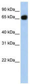 Solute Carrier Family 37 Member 1 antibody, TA333747, Origene, Western Blot image 