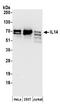 Taxilin Alpha antibody, A304-534A, Bethyl Labs, Western Blot image 