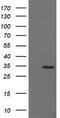 Synaptophysin antibody, TA506067, Origene, Western Blot image 