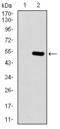 H3K9me2 antibody, orb137153, Biorbyt, Western Blot image 