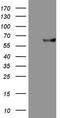 Stromelysin-1 antibody, CF806916, Origene, Western Blot image 