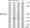 Neuropeptide Y Receptor Y5 antibody, GTX87079, GeneTex, Western Blot image 
