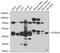 Ataxin 10 antibody, GTX64818, GeneTex, Western Blot image 