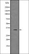 Ucp antibody, orb336779, Biorbyt, Western Blot image 