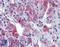GLE1 RNA Export Mediator antibody, LS-B3869, Lifespan Biosciences, Immunohistochemistry frozen image 