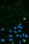 GNT1 antibody, LS-C331616, Lifespan Biosciences, Immunofluorescence image 