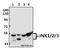 Mitogen-Activated Protein Kinase 8 antibody, A02608T178, Boster Biological Technology, Western Blot image 