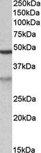 MOB Kinase Activator 2 antibody, orb125148, Biorbyt, Western Blot image 