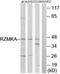 Ribosomal Modification Protein RimK Like Family Member A antibody, PA5-39427, Invitrogen Antibodies, Western Blot image 