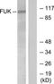 Fucose Kinase antibody, TA316214, Origene, Western Blot image 