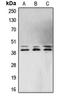 Erk1 antibody, LS-C352723, Lifespan Biosciences, Western Blot image 