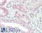 Solute Carrier Family 4 Member 11 antibody, LS-B9208, Lifespan Biosciences, Immunohistochemistry frozen image 