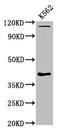 Cyclin Y antibody, LS-C674460, Lifespan Biosciences, Western Blot image 