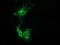 V-Set And Immunoglobulin Domain Containing 2 antibody, MA5-25355, Invitrogen Antibodies, Immunocytochemistry image 