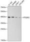 Prostaglandin E Receptor 2 antibody, A2914, ABclonal Technology, Western Blot image 