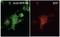 Formyl Peptide Receptor 2 antibody, orb334992, Biorbyt, Immunofluorescence image 