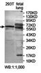 DNA Damage Inducible 1 Homolog 1 antibody, orb78123, Biorbyt, Western Blot image 