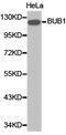 Mitotic checkpoint serine/threonine-protein kinase BUB1 antibody, LS-C192708, Lifespan Biosciences, Western Blot image 