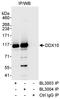 DEAD-Box Helicase 10 antibody, A300-616A, Bethyl Labs, Immunoprecipitation image 