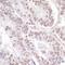 NCOA6 antibody, NB200-335, Novus Biologicals, Immunohistochemistry frozen image 
