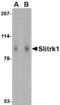 SLIT and NTRK-like protein 1 antibody, LS-C53251, Lifespan Biosciences, Western Blot image 