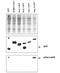 Autophagy Related 12 antibody, R1193, Origene, Western Blot image 