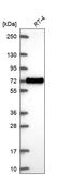 XK Related 6 antibody, HPA064769, Atlas Antibodies, Western Blot image 