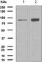 FOXO3A antibody, TA307540, Origene, Western Blot image 