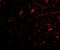 F-Box And Leucine Rich Repeat Protein 20 antibody, NBP1-77317, Novus Biologicals, Immunofluorescence image 