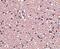 Lag antibody, PA5-20383, Invitrogen Antibodies, Immunohistochemistry paraffin image 
