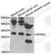EFNA3 antibody, A2724, ABclonal Technology, Western Blot image 