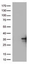 TNF Superfamily Member 9 antibody, CF813220, Origene, Western Blot image 