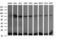 Ubiquitin Conjugating Enzyme E2 G2 antibody, LS-C174254, Lifespan Biosciences, Western Blot image 