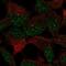 Zinc Finger Protein 677 antibody, PA5-54697, Invitrogen Antibodies, Immunofluorescence image 