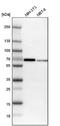 Myocyte Enhancer Factor 2D antibody, NBP1-85788, Novus Biologicals, Western Blot image 