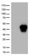CD134 antibody, UM800166CF, Origene, Western Blot image 