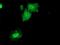Dual Specificity Phosphatase 23 antibody, MA5-25782, Invitrogen Antibodies, Immunocytochemistry image 