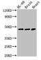 Carbohydrate Sulfotransferase 1 antibody, CSB-PA005402LA01HU, Cusabio, Western Blot image 