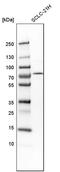 KAT8 Regulatory NSL Complex Subunit 3 antibody, PA5-57116, Invitrogen Antibodies, Western Blot image 