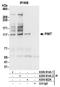 Trimethylguanosine Synthase 1 antibody, A300-814A, Bethyl Labs, Immunoprecipitation image 