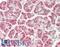 Adenylate Cyclase 7 antibody, LS-B13338, Lifespan Biosciences, Immunohistochemistry paraffin image 
