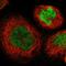 Kruppel Like Factor 4 antibody, HPA002926, Atlas Antibodies, Immunocytochemistry image 
