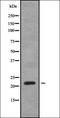 Secretion Associated Ras Related GTPase 1A antibody, orb338350, Biorbyt, Western Blot image 