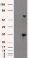 Butyrophilin subfamily 3 member A2 antibody, NBP2-02151, Novus Biologicals, Western Blot image 