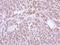 Protein-L-Isoaspartate (D-Aspartate) O-Methyltransferase antibody, NBP1-33019, Novus Biologicals, Immunohistochemistry frozen image 
