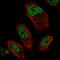 EMSY Transcriptional Repressor, BRCA2 Interacting antibody, HPA050777, Atlas Antibodies, Immunofluorescence image 