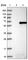 Calsequestrin-1 antibody, HPA007845, Atlas Antibodies, Western Blot image 