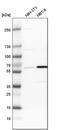 Prolyl 4-Hydroxylase Subunit Alpha 1 antibody, PA5-55353, Invitrogen Antibodies, Western Blot image 