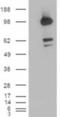 CUB domain-containing protein 1 antibody, NB100-860, Novus Biologicals, Western Blot image 